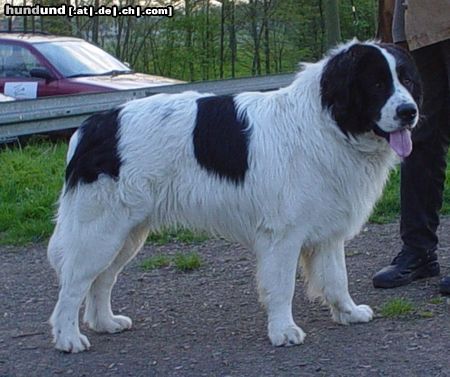 Landseer Caius von Admin