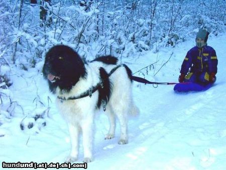 Landseer Carlos zieht gerne den Schlitten