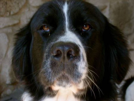 Landseer Cassiopaia from Glen Coe (Landseer vom Seemental)