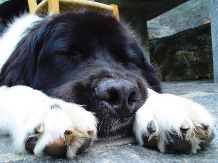 Landseer Eliza from GlenCoe im Tiefschlaf