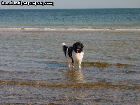 Landseer Am Strand