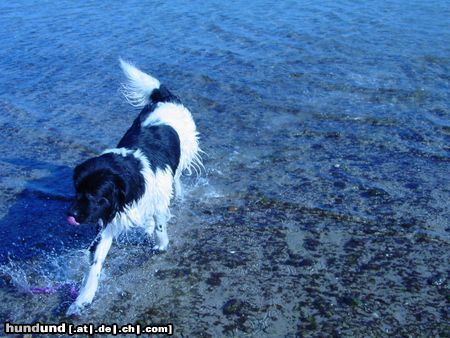 Landseer Am Strand 2