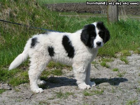 Landseer Demetrius von Admin