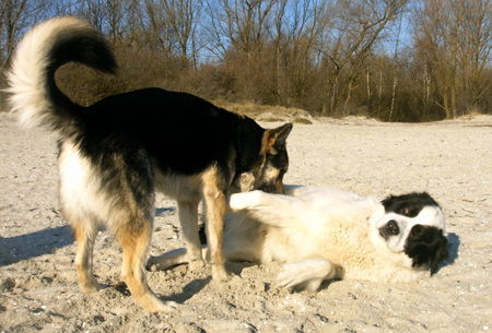 Landseer Rettungshundeprüfung