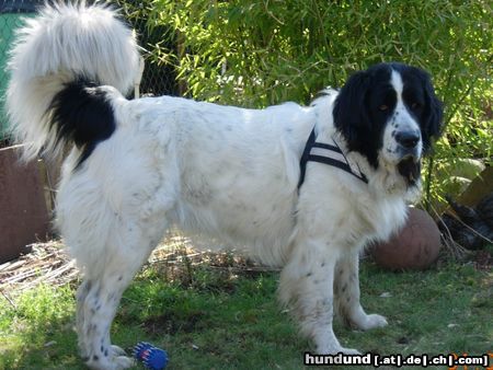 Landseer Amy von der Wilhelmsruh