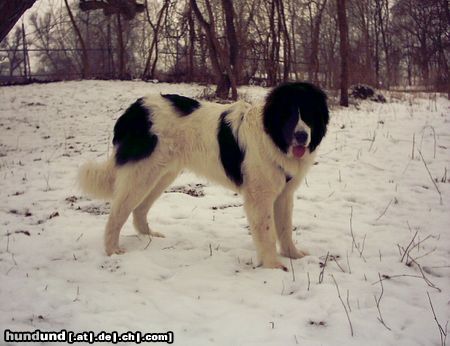 Landseer