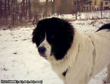 Landseer Balou