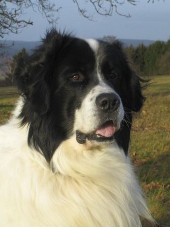 Landseer