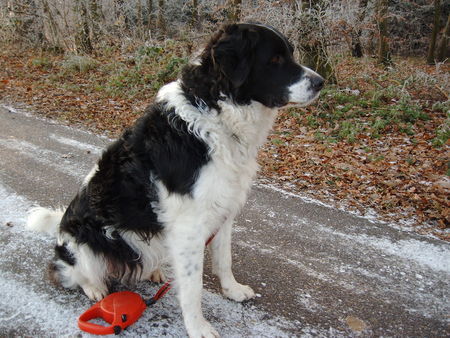 Landseer