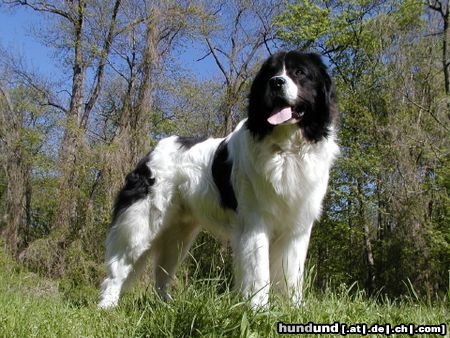 Landseer Europasieger , Deutscher Champion VDH