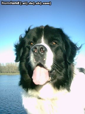 Landseer Wir wünschen allen eine schöne und besinnliche Adventszeit