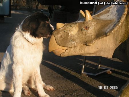 Landseer Begegnungen der anderen Art