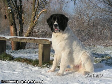 Landseer Finlees erster Winter