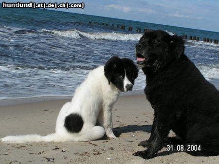 Landseer Finlee & Ronny