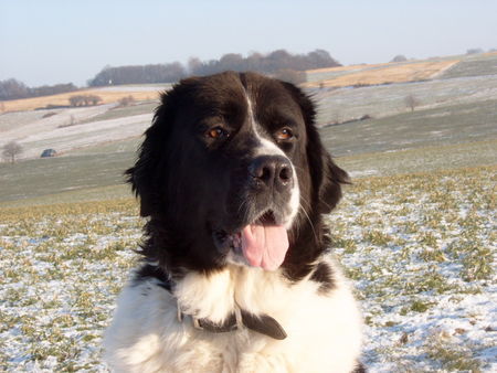 Landseer Landseer vom Seemental