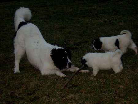 Landseer Wollt Ihr mit mir spielen (Landseer vom Seemental)