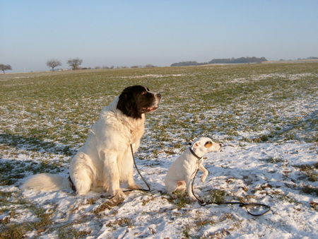 Landseer Landseer vom Seemental