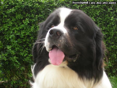 Landseer Hallo, ich bin Xenon