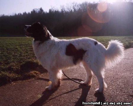 Landseer Shameena 1Jahr