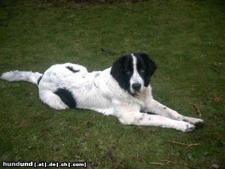 Landseer Bin ich nicht wunderschön?????? Heiße Anouk, geb. 28.06.03, Anouk bedeutet: die Hübsche, feine...na, das stimmt doch wohl? oder????