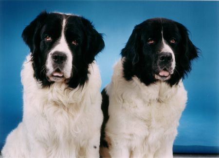 Landseer Cassiopaia und Renegate (Landseer vom Seemental)