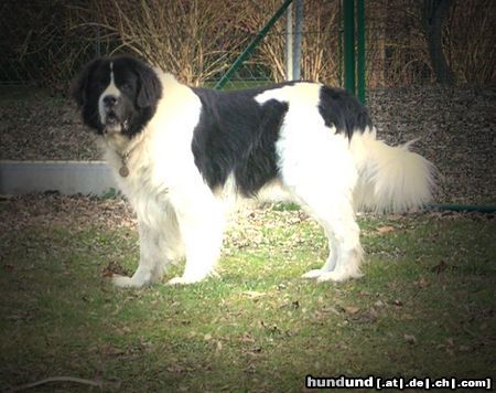 Landseer Unser Schlumpfi