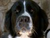 Landseer Hund