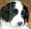 Landseer Hund