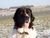 Landseer Hund