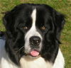 Landseer Hund