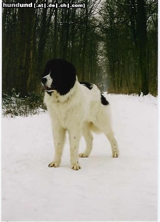 Landseer Balou (Napoleon von Fierst) 11 Monate alt