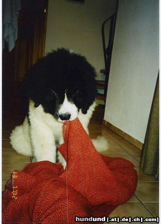 Landseer Balou (Napoleon von Fierst) 