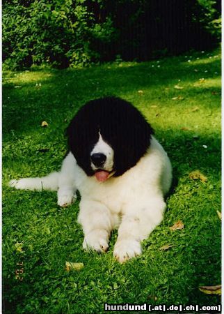 Landseer Balou (Napoleon von Fierst)  10 Wochen alt