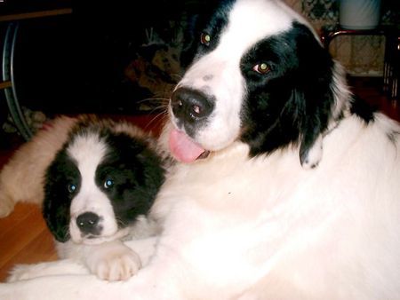 Landseer Halloween und Kiraly,die beiden Landseer vom Zwinger Iskander