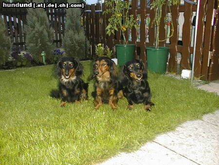 Langhaardackel Bajo, Cherry & Coco, Hunde aus dem Zwinger vom Schloß Schöbrunn