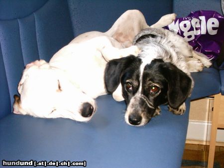 Langhaardackel Kuschelstunde mit Freundin Joy