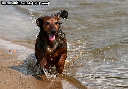 Langhaardackel im Wasser