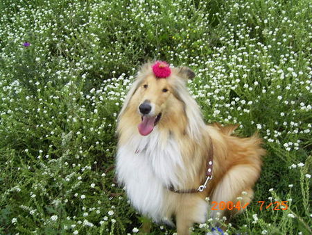 Langhaarcollie Beautyful Prinzessin (Tiffy)