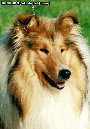 Langhaarcollie Collies vom Schloß Elkofen