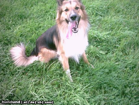 Langhaarcollie das ist Basko, mein collie-schäferhund mischling nachdem ich std. lang mit ihm getobt habe