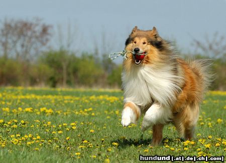 Langhaarcollie Digger