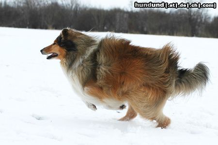 Langhaarcollie auf dem Hundeplatz