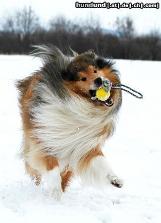 Langhaarcollie auf dem Hundeplatz