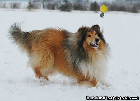 Langhaarcollie auf dem Hundeplatz