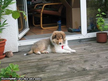 Langhaarcollie Meine 9 Wochen alte Britische Collie Hündin Cheyenne