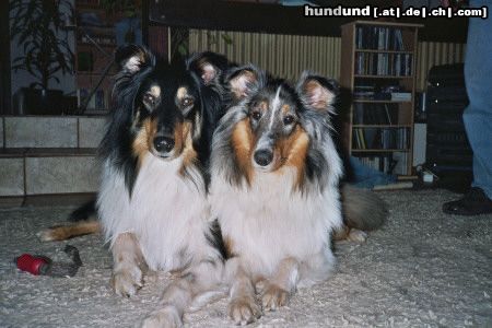 Langhaarcollie Sandro und Maya