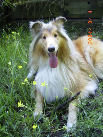 Langhaarcollie Puppi(Tiffy)vom Zillegarten