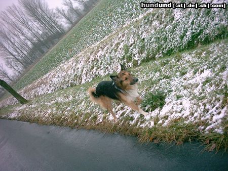 Langhaarcollie basko, mein colli schäferhund mix