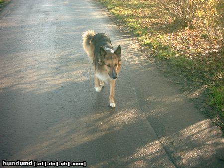 Langhaarcollie basko, mein colli schäferhund mix