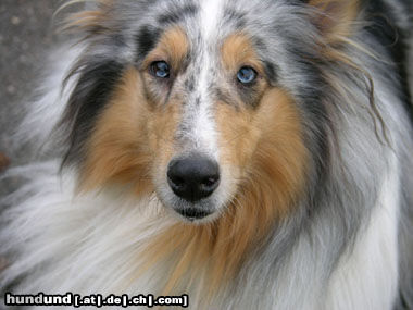 Langhaarcollie Blue Eyes - Collie Blue Merle